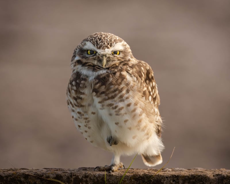 Wildlife Watching